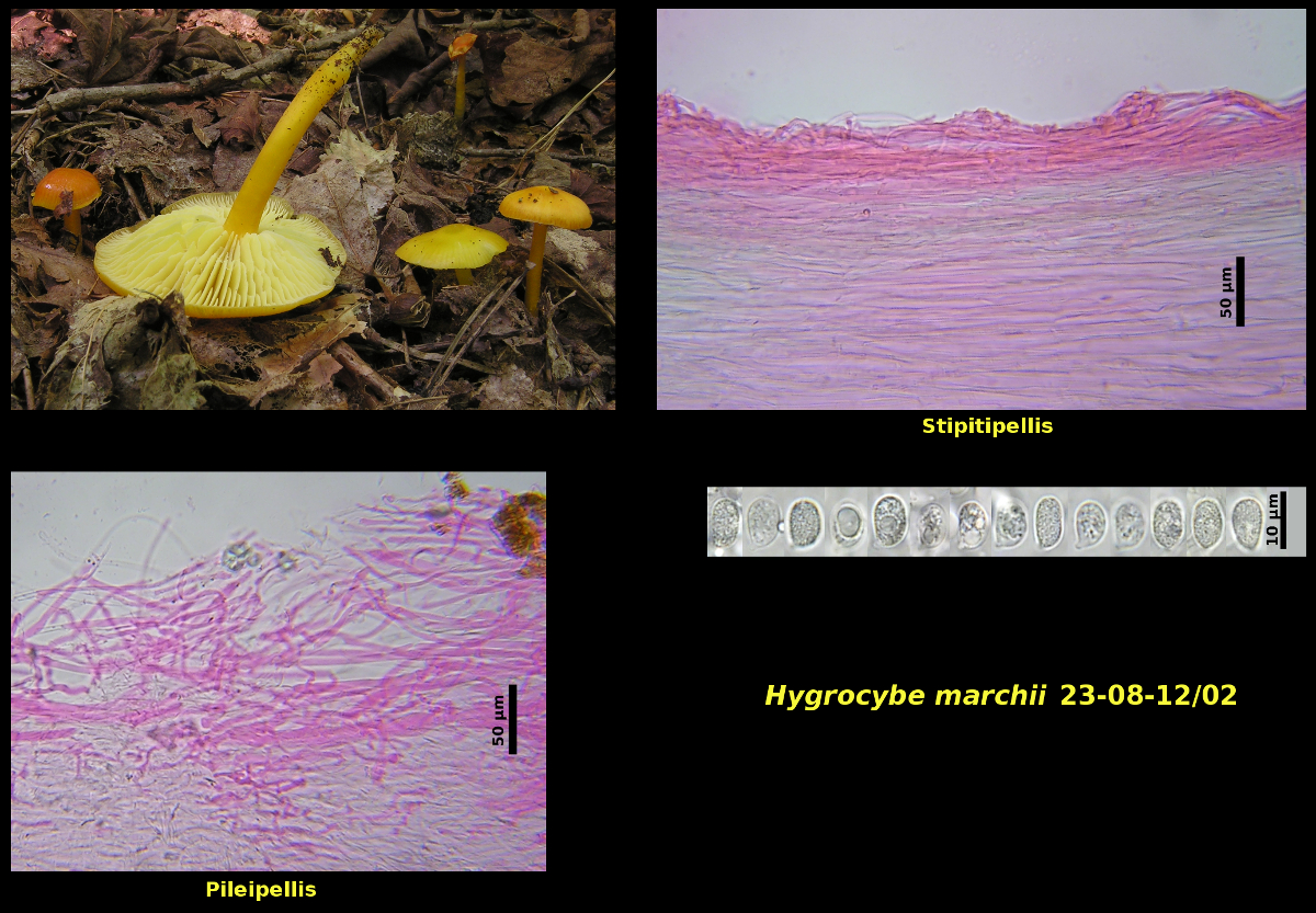 Picture of Hygrocybe marchii